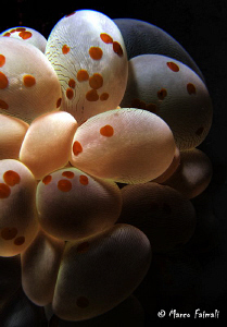 Underwater Easter Eggs...........Happy Easter!!

(Compa... by Marco Faimali 